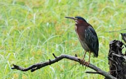 GreenHeron_1459