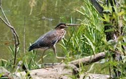 GreenHeron_1683