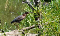 GreenHeron_1684