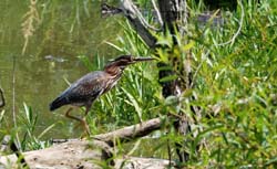 GreenHeron_1684