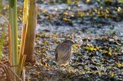 GreenHeron_3867