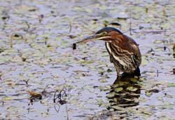 GreenHeron_3912