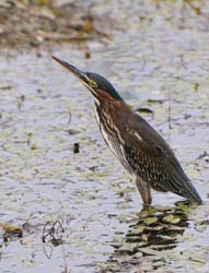 GreenHeron_3914