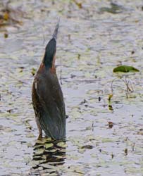 GreenHeron_3920