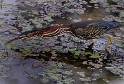 GreenHeron_4028