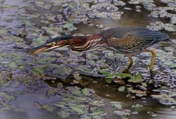 GreenHeron_4029