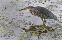 GreenHeron_4035