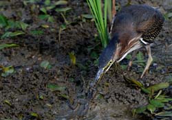 GreenHeron_4530