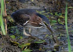 GreenHeron_4552