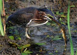 GreenHeron_4564