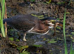 GreenHeron_4660