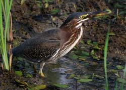 GreenHeron_4688