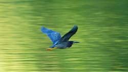 GreenHeron_7605