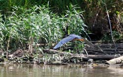 GreenHeron_7765