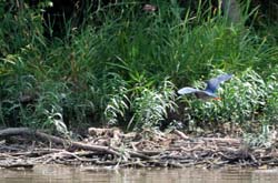 GreenHeron_7766