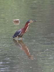 GreenHeron_9114