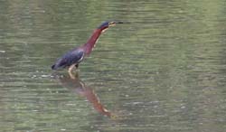 GreenHeron_9124