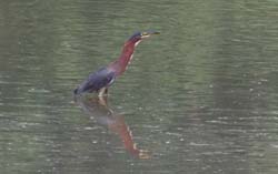 GreenHeron_9133