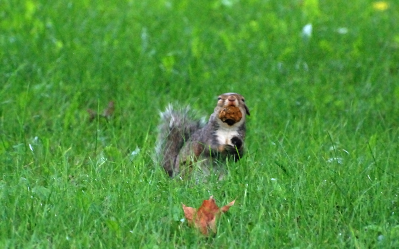 GreySquirrel_0022