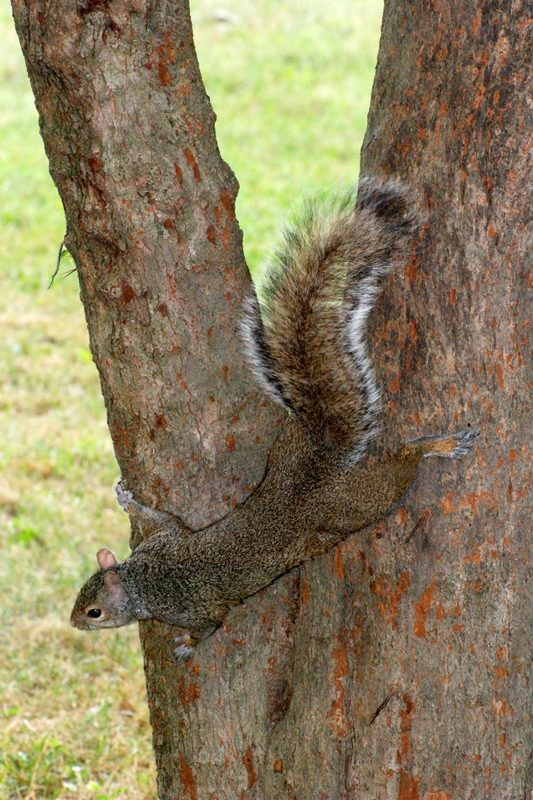 GreySquirrel_5784