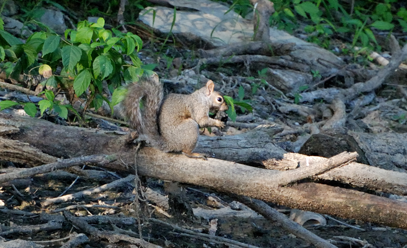 GreySquirrel_7928