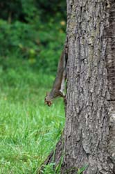 GreySquirrel_1267