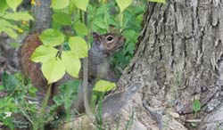 GreySquirrel_2577