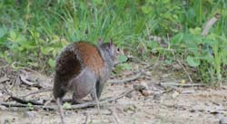 GreySquirrel_2595