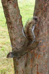 GreySquirrel_5784