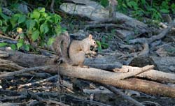 GreySquirrel_7928