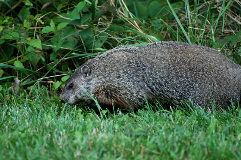 Groundhog_1766