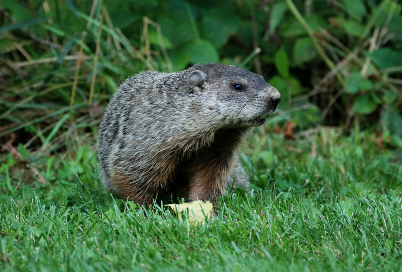 Groundhog_1789