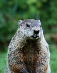 Groundhog_1728