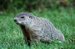 Groundhog_1735