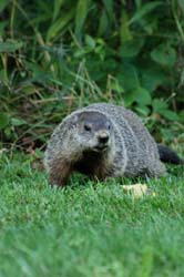 Groundhog_1786