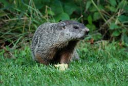 Groundhog_1789