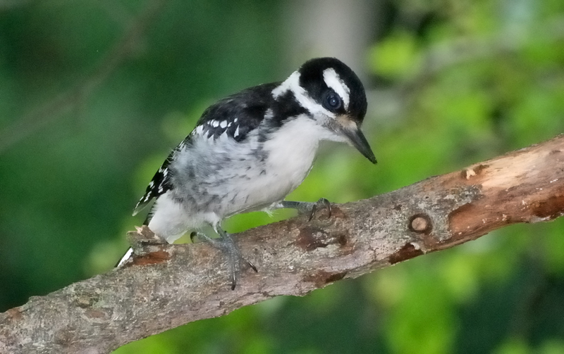 HairyWoodpecker_6439