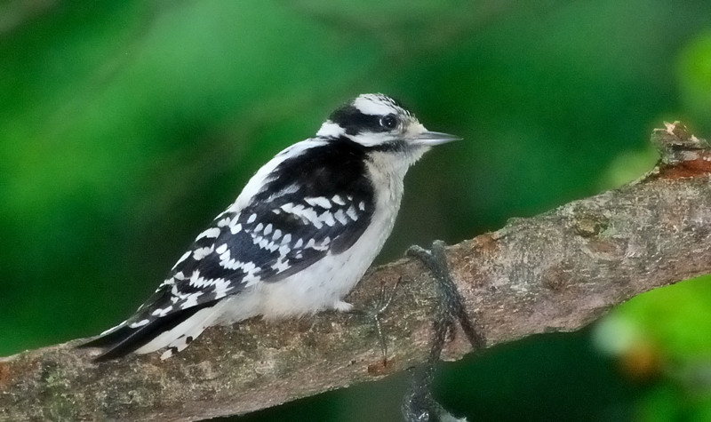 HairyWoodpecker_6484