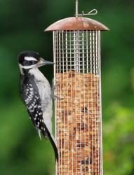 HairyWoodpecker_6412