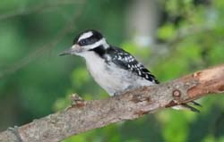 HairyWoodpecker_6438