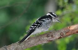 HairyWoodpecker_6441