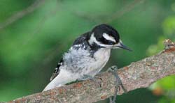 HairyWoodpecker_6444