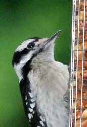 HairyWoodpecker_6485