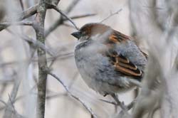 HouseSparrow_6698