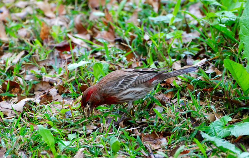 HouseFinch_1690