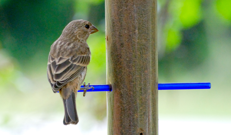 HouseFinch_5844