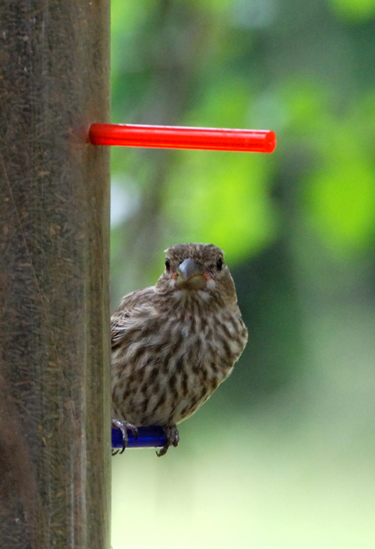 HouseFinch_5849