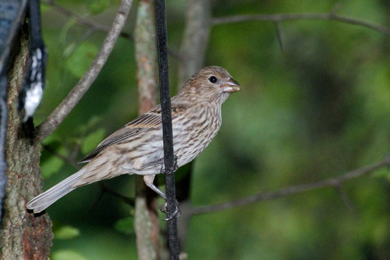 HouseFinch_8263_Female