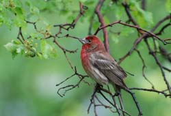 HouseFinch_1661a