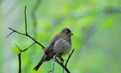 HouseFinch_1667